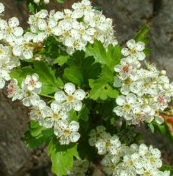 Weißdornblüten und Blätter geschnitten